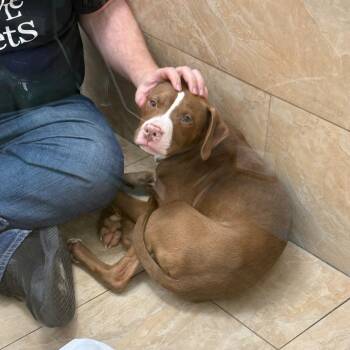 Mixed Breed Dogs Available for Adoption - Teddy | PetCurious