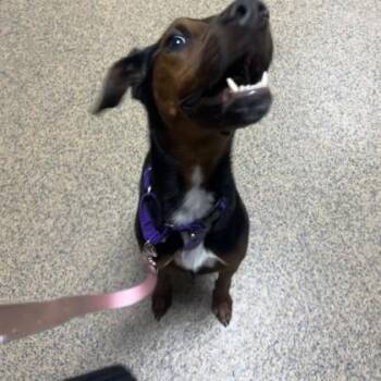 Rose -  Miniature Pinscher and Mixed Breed Dog for Adoption in Merriam, Kansas - Rose | PetCurious