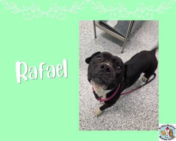 Terrier Dogs Available for Adoption in Athens, Tennessee - Rafael | PetCurious