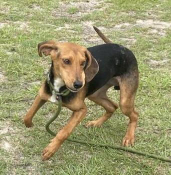 Grass Hopper -  Hound and Mixed Breed Dog for Adoption in Conway, South Carolina - Grass Hopper | PetCurious