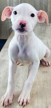 Rescue Mixed Breed Dogs for Adoption in Shreveport, Louisiana - Eos | PetCurious