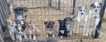 Australian Shepherd and Border Collie Dogs Available for Adoption in Richland Center, Wisconsin - 7 Girls & 2 Boys | PetCurious