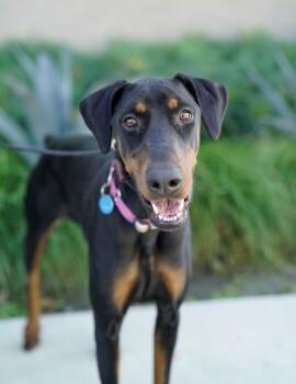 Rari -  Doberman Pinscher Dog for Adoption in Pasadena, California - Rari | PetCurious