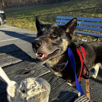 Siberian Husky and German Shepherd Dog Dogs Available for Adoption - Max | PetCurious