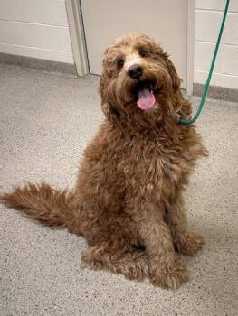 Woodford -  Standard Poodle and Golden Retriever Dog for Adoption in Fishers, Indiana - Woodford | PetCurious