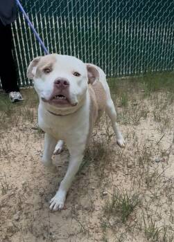 Charlie -  Pit Bull Terrier Dog for Adoption in Chillicothe, Ohio - Charlie | PetCurious