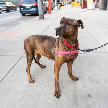 Rescue Pit Bull Terrier Dogs for Adoption in New York, New York - Eleanor | PetCurious