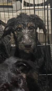 Galadriel -  Terrier and German Shepherd Dog Dog for Adoption in Los Angeles, California - Galadriel | PetCurious
