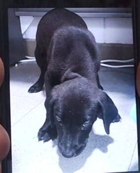 THEODORE -  Labrador Retriever and Mixed Breed Dog for Adoption - THEODORE | PetCurious