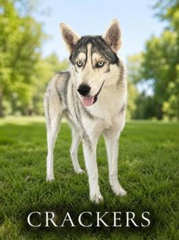 Crackers -  Siberian Husky and Mixed Breed Dog for Adoption in West Memphis, Arkansas - Crackers | PetCurious