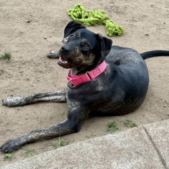 Snickerdoodle -  Cattle Dog and Pit Bull Terrier Dog for Adoption in Los Gatos, California - Snickerdoodle | PetCurious
