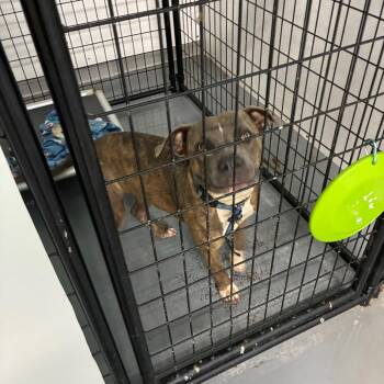 Train Hopper -  Pit Bull Terrier Dog for Adoption in St. Louis, Missouri - Train Hopper | PetCurious