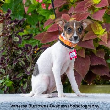 Finch -  Terrier Dog for Adoption in Wake Forest, North Carolina - Finch | PetCurious