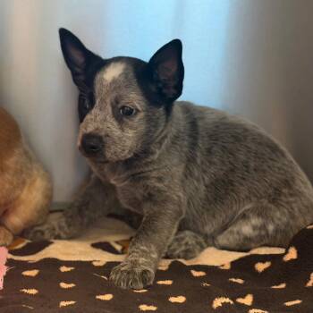 Harry -  Australian Cattle Dog Blue Heeler and Terrier Dog for Adoption in Bloomfield, Connecticut - Harry | PetCurious