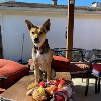Bruno -  Cattle Dog Dog for Adoption in Houston, Texas - Bruno | PetCurious