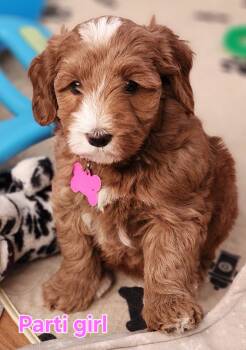Parti princess  -  Labradoodle Dog for Sale in Anaheim, California - Parti Princess  | PetCurious