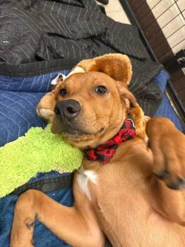 Scrappy -  Labrador Retriever and Coonhound Dog for Adoption in New Braunfels, Texas - Scrappy | PetCurious