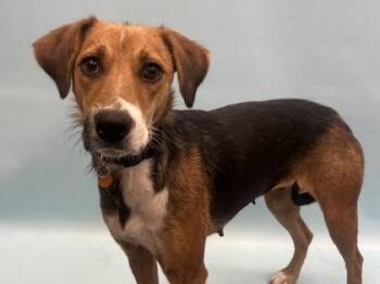 Amara -  Cattle Dog and Mixed Breed Dog for Adoption in Golden Valley, Minnesota - Amara | PetCurious