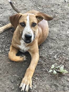 Rescue Hound and Australian Cattle Dog Blue Heeler Dogs for Adoption in Horn Lake, Mississippi - Barkley - B Litter | PetCurious