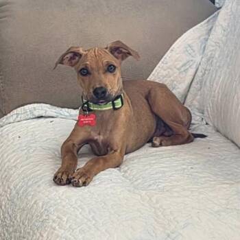 Mixed Breed Dogs Available for Adoption in Little Rock, Arkansas - Scoobie | PetCurious