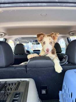 Australian Shepherd and Border Collie Dogs Available for Adoption in Troy, Virginia - Happy | PetCurious