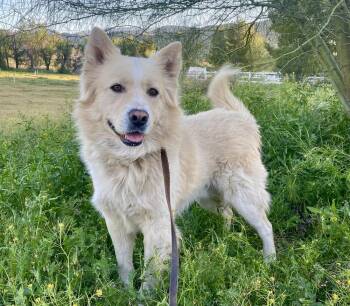 Shepherd Dogs Available for Adoption in Naperville, Illinois - Polo | PetCurious