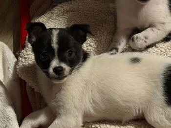 Justin -  Rat Terrier and Chihuahua Dog for Adoption in Indianapolis, Indiana - Justin | PetCurious
