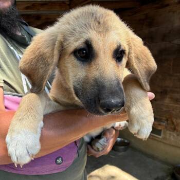 CHINOOK -  Great Pyrenees and Mixed Breed Dog for Adoption in Richmond, California - CHINOOK | PetCurious