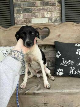 Rescue Mixed Breed Dogs for Adoption in Groveland, Massachusetts - Peanut | PetCurious