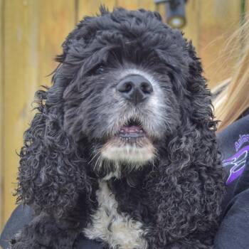 Nilla -  Cocker Spaniel Dog for Adoption in Huntley, Illinois - Nilla | PetCurious