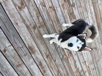 Poppy -  Husky Dog for Adoption in North Miami Beach, Florida - Poppy | PetCurious
