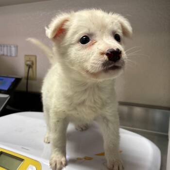Husky Dogs Available for Adoption in San Antonio, Texas - Gab | PetCurious