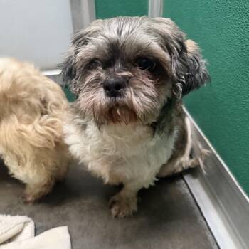Trixie -  Shih Tzu Dog for Adoption in Trenton, Missouri - Trixie | PetCurious
