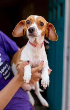 564-26 -  Terrier Dog for Adoption in Brighton, Colorado - 564-26 | PetCurious