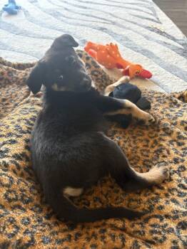 Minnie -  Shepherd Dog for Adoption in Denver, Colorado - Minnie | PetCurious