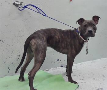 BILLY -  Staffordshire Bull Terrier and Mixed Breed Dog for Adoption in Houston, Texas - BILLY | PetCurious