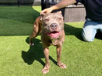 BEABADOOBEE -  Pit Bull Terrier and Mixed Breed Dog for Adoption in Tustin, California - BEABADOOBEE | PetCurious