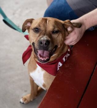 Billy Bob -  Mixed Breed Dog for Adoption in Franklin, Tennessee - Billy Bob | PetCurious