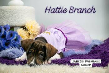 Hattie Branch -  Beagle Dog for Adoption in Sevierville, Tennessee - Hattie Branch | PetCurious