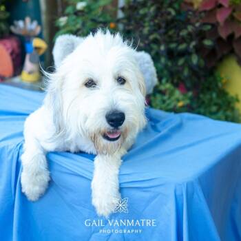 Mambo -  Poodle and Terrier Dog for Adoption in Wake Forest, North Carolina - Mambo | PetCurious