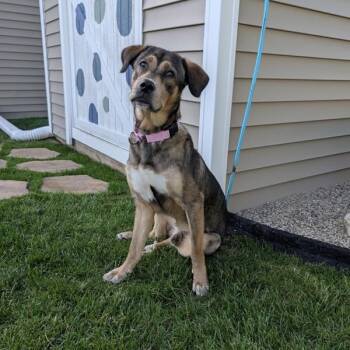 Lee -  Shepherd Dog for Adoption in Des Moines, Iowa - Lee | PetCurious