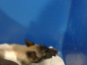 Mixed Breed Dogs Available for Adoption - KISEKI | PetCurious