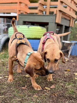 Rescue Labrador Retriever Dogs for Adoption in Livonia, Michigan - Minnie | PetCurious