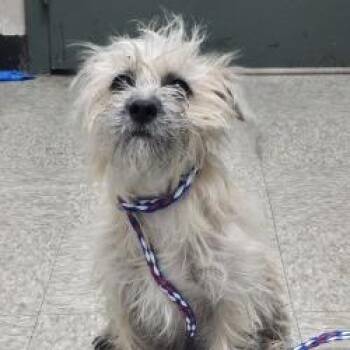 Dog 3 6/12/26 -  Chihuahua and Mixed Breed Dog for Adoption in Bullhead City, Arizona - Dog 3 6/12/26 | PetCurious