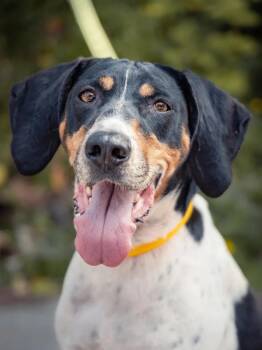 Rescue Treeing Walker Coonhound Dogs for Adoption in Laval, Quebec - Cookie | PetCurious