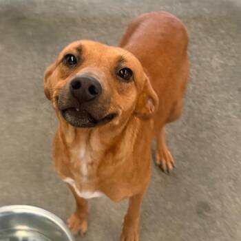 Mixed Breed Dogs Available for Adoption - Melba (COH-A-66358) | PetCurious