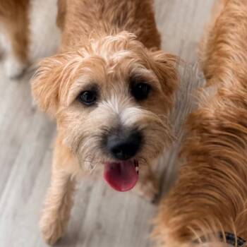 Hadley -  Wheaten Terrier and Mixed Breed Dog for Adoption in Green Bay, Wisconsin - Hadley | PetCurious