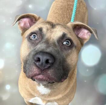 Shepherd and Bulldog Dogs Available for Adoption in Andover, Massachusetts - Donovan - Needs Summer Lovin! | PetCurious