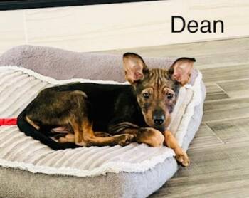 Australian Cattle Dog Blue Heeler Dogs Available for Adoption - Dean | PetCurious