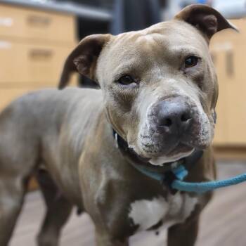 Mixed Breed Dogs Available for Adoption - Mesita | PetCurious